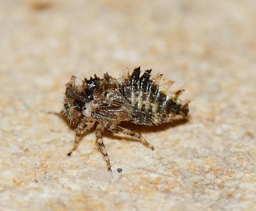 Réf. 266 206 : Stictocephala bisonia